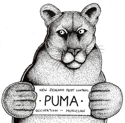 43 -Puma